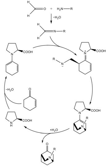 (S)-脯氨酸催化的對映選擇性氮雜雙烯狄爾斯–阿爾德反應的催化循環示意圖
