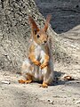 * Nomination Red squirrell in the Baum Grove. Almaty, Kazakhstan. --Красный 02:04, 20 May 2024 (UTC) * Promotion  Support Good quality. --Ermell 05:46, 22 May 2024 (UTC)