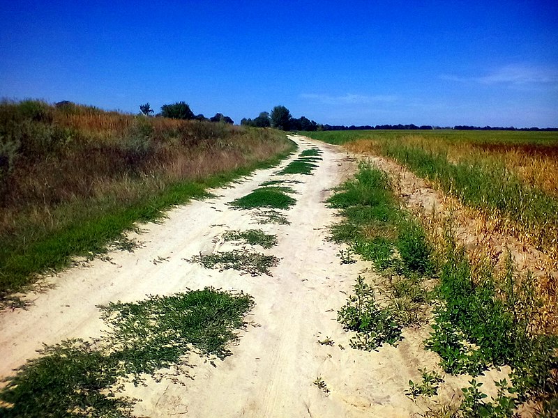 File:Поле по дорозі зі Скибина до Рожівки - panoramio.jpg