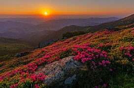 Panorama de montagnes à l'infini ; au premier plan, sur le rocher, des tapis de petites fleurs roses.