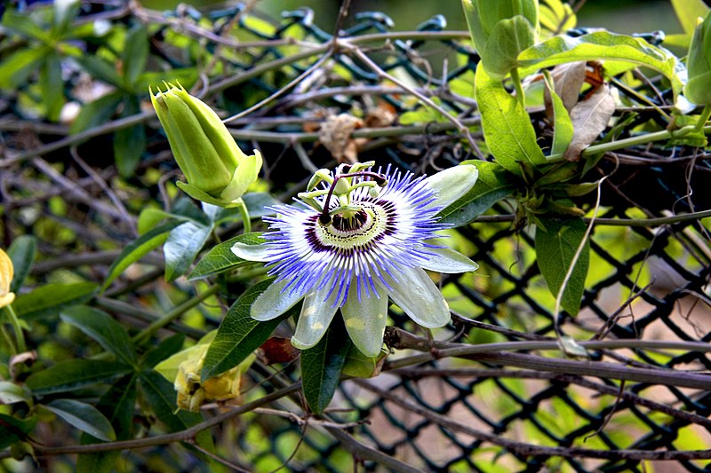 File:Санаторий им. М.В.Фрунзе. Пассифлора голубая (лат. Passíflora caerulea) 1.jpg