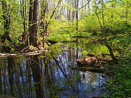 Воронежский заповедник аквариум. Воронежский заповедник река Усманка. Графский заповедник Воронеж Усманка. Маклок река. Усманка заказник.