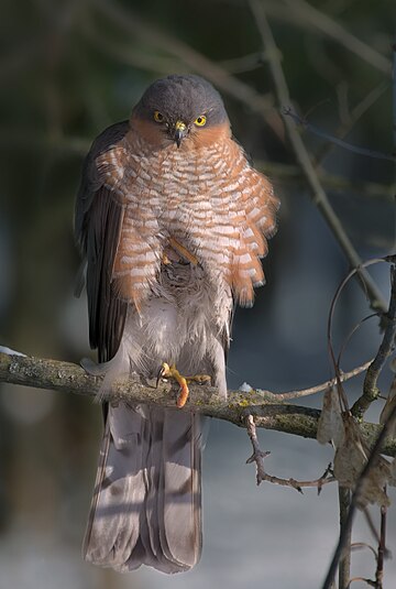 Accipiter nisus