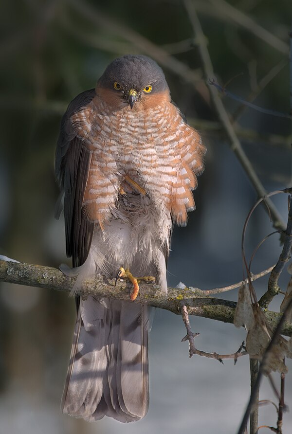 Image: Ястреб перепелятник (Accipiter nisus, m), Измайловский парк