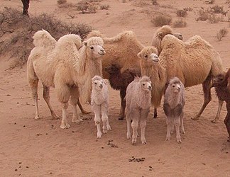 Kamelen in de Ulan Buh-woestijn