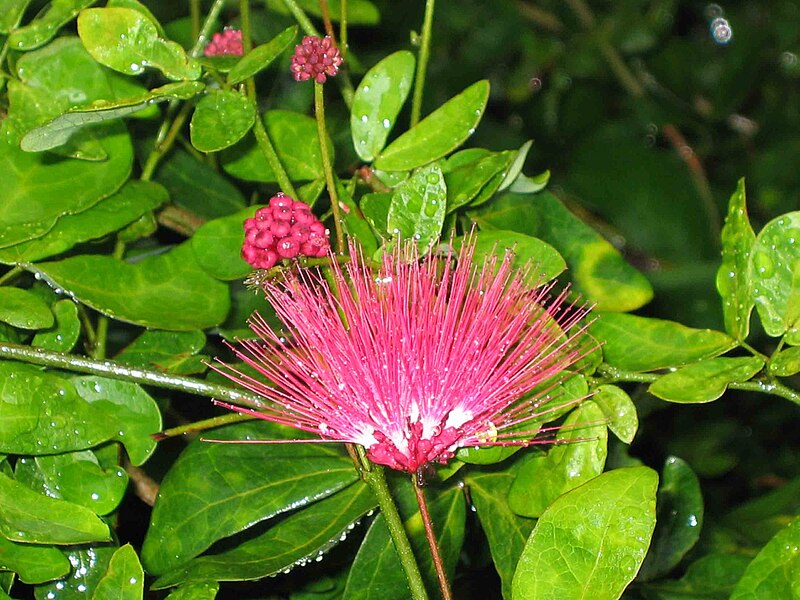 File:小花紅絨球 Calliandra sp. -香港動植物公園 Hong Kong Botanical Garden- (9207614588).jpg