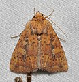 - 9689 – Perigea xanthioides – Red Groundling Moth (27189197593).jpg
