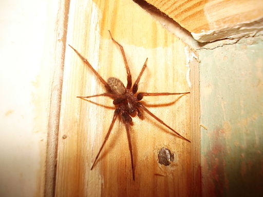 001 Tegenaria domestica