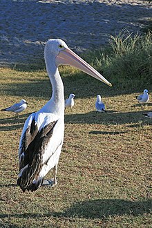 00 3804 Water bird pelican.jpg
