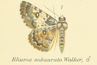 <i>Rhuma subaurata</i> species of insect