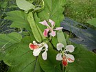 02218jfBauhinia purpurea flowers Bulacanfvf 08.jpg