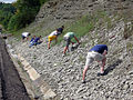 College of Wooster students collecting fossils; Ordovician of Indiana.