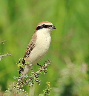 Red-tailed shrike Species of bird