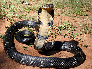 <span class="mw-page-title-main">Elapidae</span> Family of venomous snakes