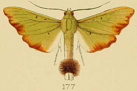 Parotis laceritalis