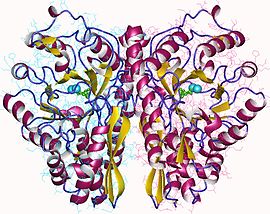 Illustratives Bild des Artikels Enolase