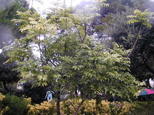200410 Castanospermum australe.JPG