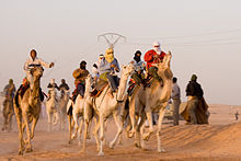 A local camel race