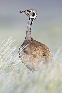 <span class="mw-page-title-main">Rüppell's korhaan</span> Species of bird