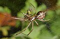 Baldachinspinne - Linyphia Triangularis, Weibchen