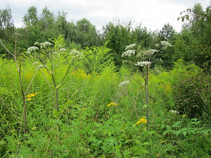 File:20120808Angelica sylvestris6.jpg