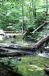 In der Buchenschlucht