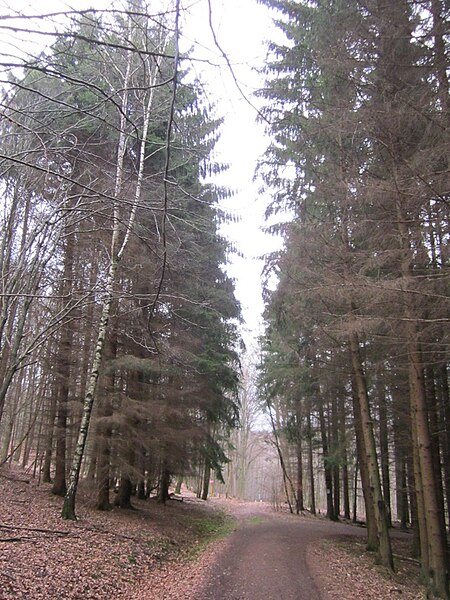 File:20130310Picea abies.jpg