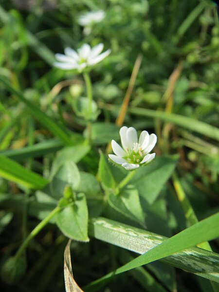 File:20131022Myosoton aquaticum2.jpg