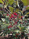 2014-12-30 12 56 56 American Holly foliage and fruit at the intersection of Pennington Road (New Jersey Route 31) and King Avenue in Ewing, New Jersey.JPG