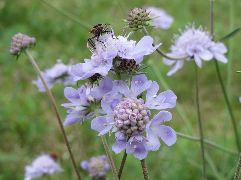 File:20140810Scabiosa canescens1.jpg