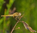 Feuerlibelle - Crocothemis erythraea, Weibchen