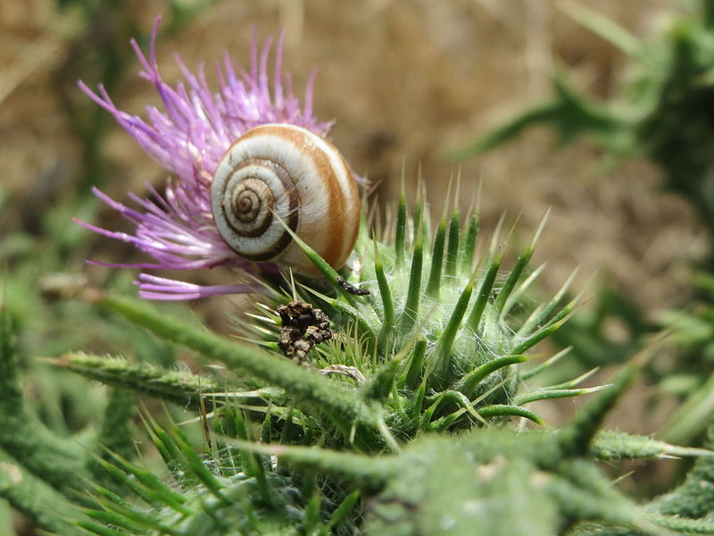 File:20150731Cirsium vulgare4.jpg