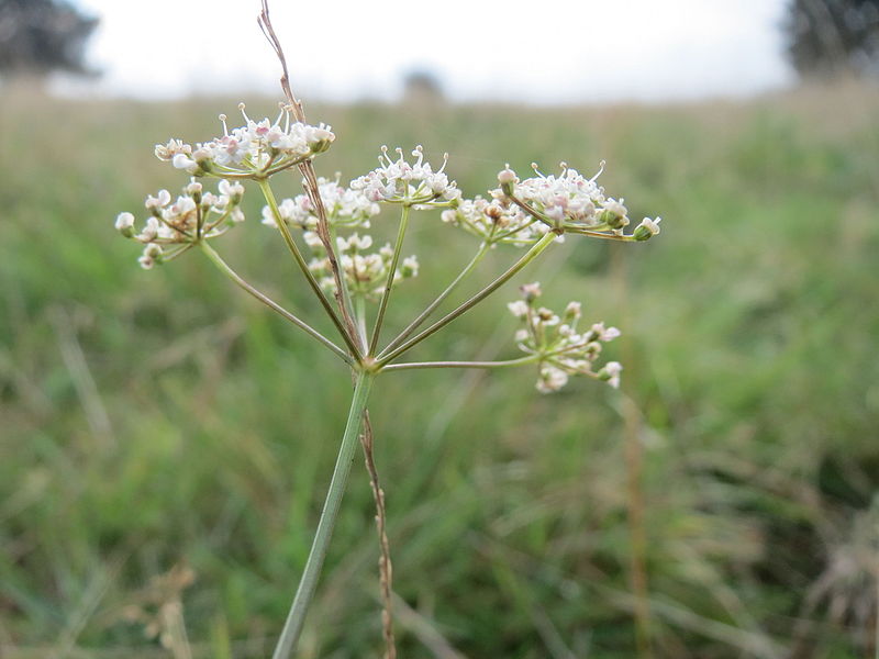 File:20151013Pimpinella saxifraga1.jpg