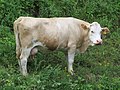 * Nomination Cow at Haltgraben in Frankenfels.--GT1976 06:54, 22 June 2018 (UTC) * Decline  Oppose Insufficient quality. Too unsharp. --Basotxerri 12:07, 22 June 2018 (UTC)