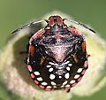 2018 09 11 Nezara viridula nymph.jpg