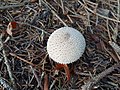 Lycoperdon perlatum? (Kugeldurchmesser etwa 5 cm)