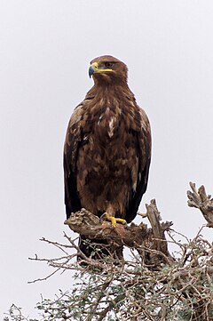 20191213 Aquila nipalensis, Jor Beed Bird Sanctuary, Bikaner 0927 8278.jpg