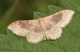 <i>Idaea degeneraria</i> Species of moth