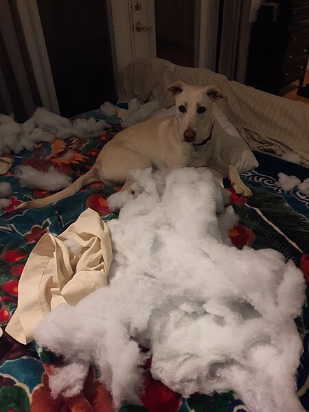 File:2019 dog destroy pillows a (1).jpg