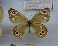 L. deidamia deidamia エゾツマジロウラジャノメ 北海道亜種