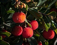 Strawberry trees (above) may have been a plentiful and thus important food source in St. Stefan. 500px photo (55874722).jpeg