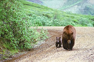 Grizzly and cub