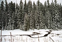 Apache-Sitgreaves National Forest, south of Alpine A087, Apache-Sitgreaves National Forest, Alpine, Arizona, USA, 2004.jpg