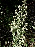 Миниатюра для Файл:AMARANTHUS ALBUS - AGUDA - IB-323 (Blet blanc).JPG