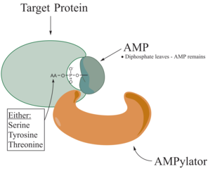 AMPylator having attached the ATP, now an AMP to the targeted protein, completing AMPylation. AMPylation After.png