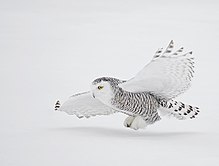 The snowy owl remains white all year round. A Snowy Owl in Flight David Hemmings.jpg