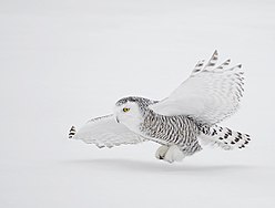 A Snowy Owl in Flight David Hemmings.jpg