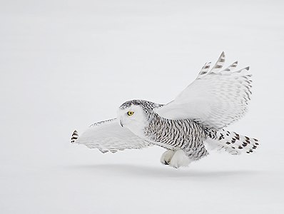 A Snowy Owl in Flight David Hemmings.jpg