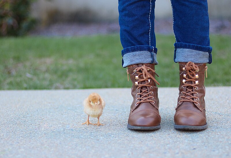 File:A girl and her chick (Unsplash).jpg