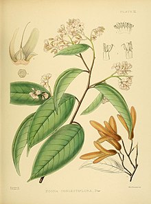 A hand-book to the flora of Ceylon (Plate XI) (6430635233).jpg